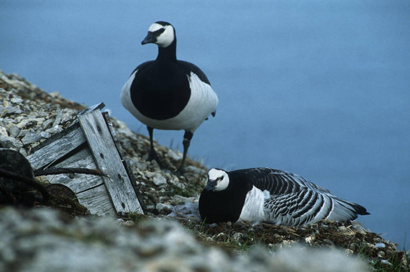 无人,坐,横图,室外,白天,时尚,鹅,野生动物,挪威,科学,鸟类,自然,动物,两只,t台,摄影,环境,生物学,斯堪狄纳维亚半岛,黑雁,斯瓦尔巴德群岛,时装表演,时装秀,t型台,走秀,彩图,动物学
