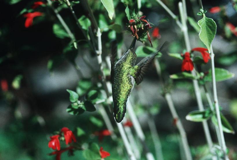 无人,横图,室外,白天,时尚,植物,蜂鸟,野生动物,叶子,科学,鸟类,茎,飞,花,自然,动物,t台,摄影,环境,生物学,热带鸟,时装表演,时装秀,t型台,走秀,彩图,动物学