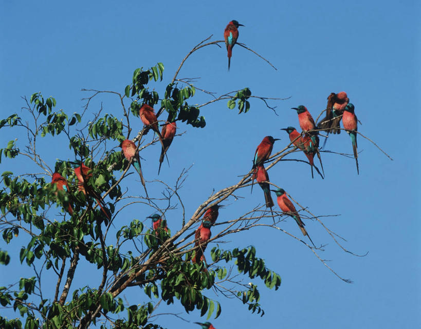 无人,坐,横图,室外,白天,时尚,野生动物,一群,许多,科学,鸟类,枝,很多,树,天空,自然,t台,摄影,栖息,环境,生物学,国家公园,万里无云,扎伊尔,食蜂鸟,黄喉蜂虎,刚果民主共和国,时装表演,时装秀,t型台,走秀,彩图,动物学,郊野公园