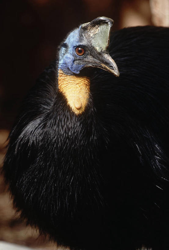 无人,竖图,室外,白天,时尚,野生动物,科学,鸟类,自然,动物,t台,摄影,环境,生物学,食火鸡,时装表演,时装秀,t型台,走秀,半身,彩图,动物学