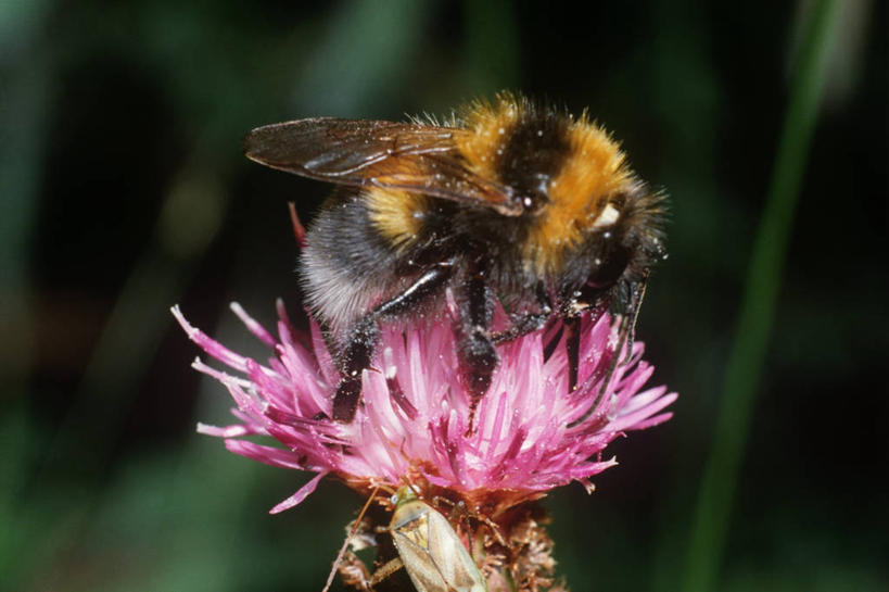 无人,横图,室外,特写,白天,侧面,时尚,野生动物,蜜蜂,科学,昆虫,花,自然,动物,t台,生物,摄影,环境,生物学,节肢动物,益虫,大黄蜂,时装表演,时装秀,t型台,走秀,熊蜂,彩图,动物学