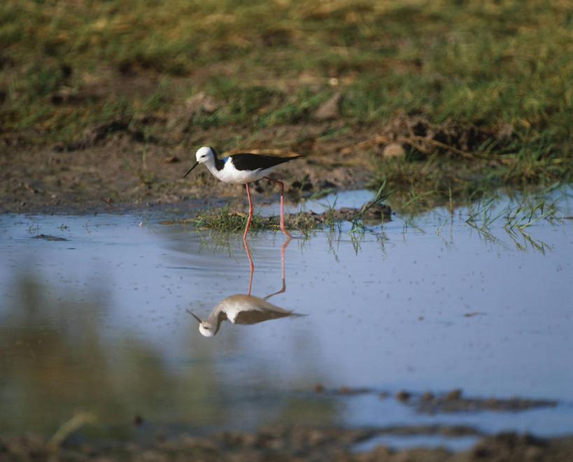 无人,横图,室外,白天,时尚,湖,河流,水,野生动物,澳大利亚,反射,科学,鸟类,流水,自然,动物,t台,摄影,环境,生物学,大洋洲,澳洲,长脚鹬,南方大陆,澳大拉西亚,澳大利亚联邦,北领地,黑翅长脚鹬,时装表演,时装秀,t型台,走秀,步行,彩图,动物学