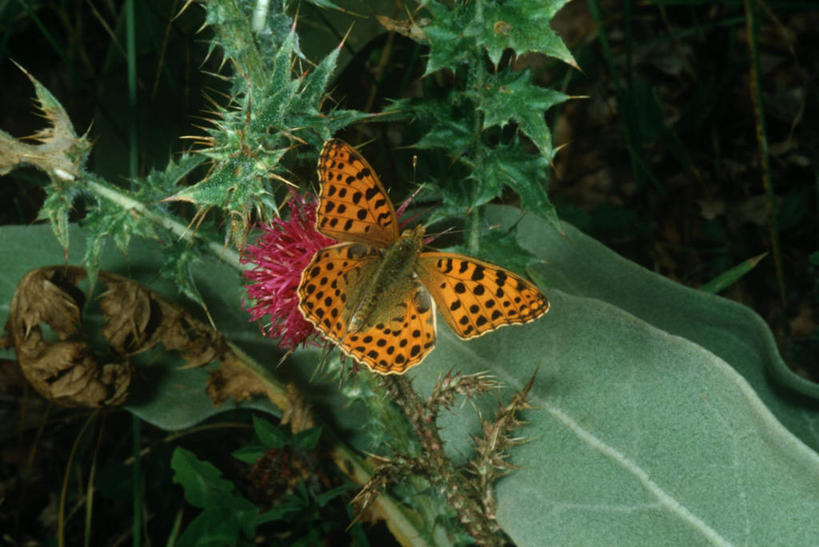 无人,横图,俯视,室外,白天,时尚,野生动物,蝴蝶,叶子,科学,昆虫,自然,动物,t台,蓟,生物,摄影,环境,生物学,节肢动物,豹纹蝶,时装表演,时装秀,t型台,走秀,彩图,高角度拍摄,动物学