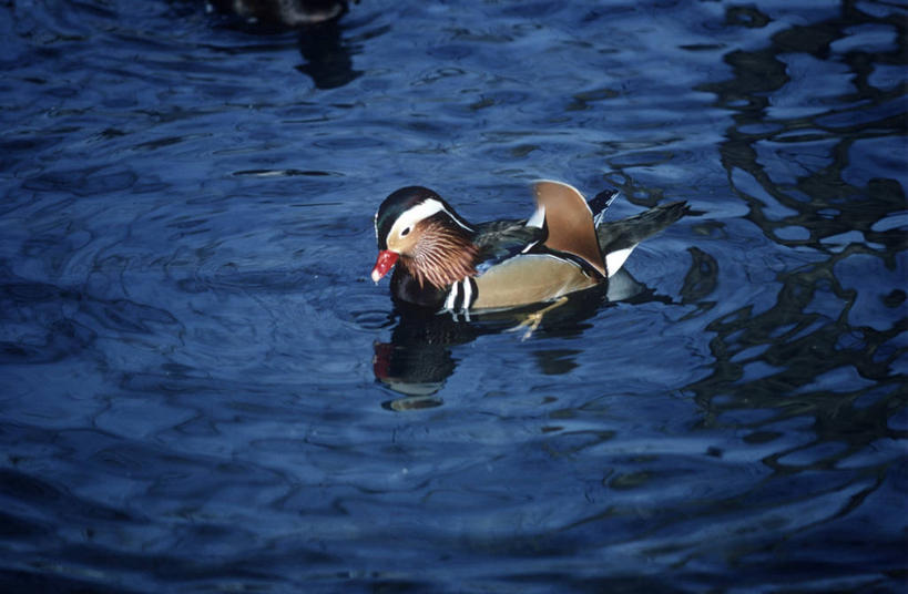 游泳,无人,横图,室外,白天,时尚,湖,水,野生动物,鸳鸯,科学,鸟类,鸭子,自然,动物,t台,摄影,环境,生物学,时装表演,时装秀,t型台,走秀,彩图,动物学