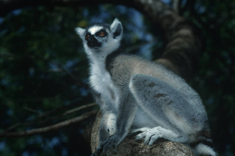 无人,坐,横图,室外,仰视,时尚,哺乳动物,野生动物,猴子,马达加斯加,科学,枝,树,自然,黄昏,动物,看,向上看,t台,摄影,环境,生物学,狐猴,灵长目,机敏,环尾狐猴,东非,时装表演,时装秀,t型台,走秀,彩图,低角度拍摄,动物学