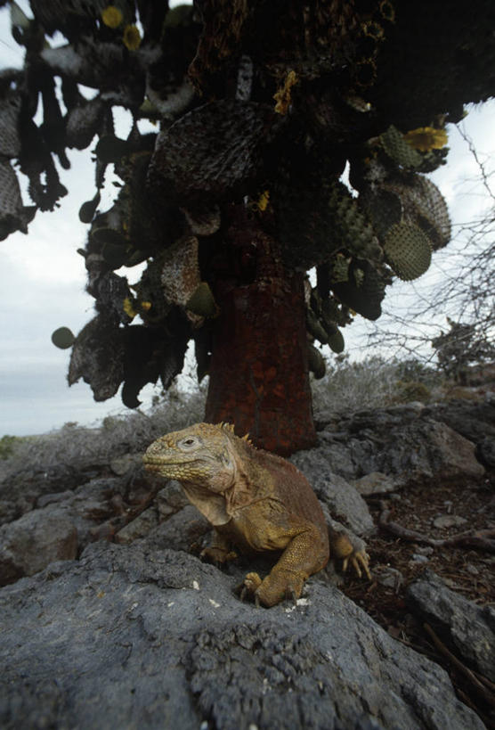 无人,竖图,室外,白天,时尚,野生动物,蜥蜴,科学,鬣蜥,树,自然,动物,t台,摄影,环境,生物学,石龙子,泉龙,猪婆蛇,四脚蛇,蜴,时装表演,时装秀,陆鬣蜥,t型台,走秀,岩石,步行,彩图,动物学,加拉帕戈斯陆鬣蜥,科隆群岛陆鬣蜥