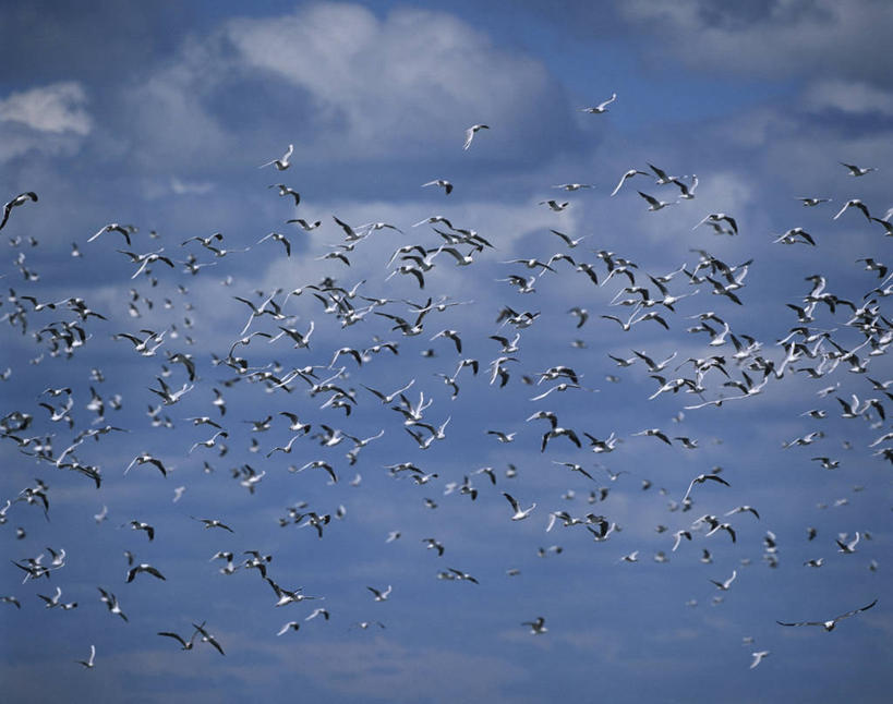 无人,横图,室外,白天,时尚,海鸟,海鸥,野生动物,阿根廷,一群,许多,科学,鸟类,云,很多,飞,天空,自然,t台,南美,摄影,环境,生物学,火地群岛,时装表演,时装秀,t型台,走秀,彩图,动物学