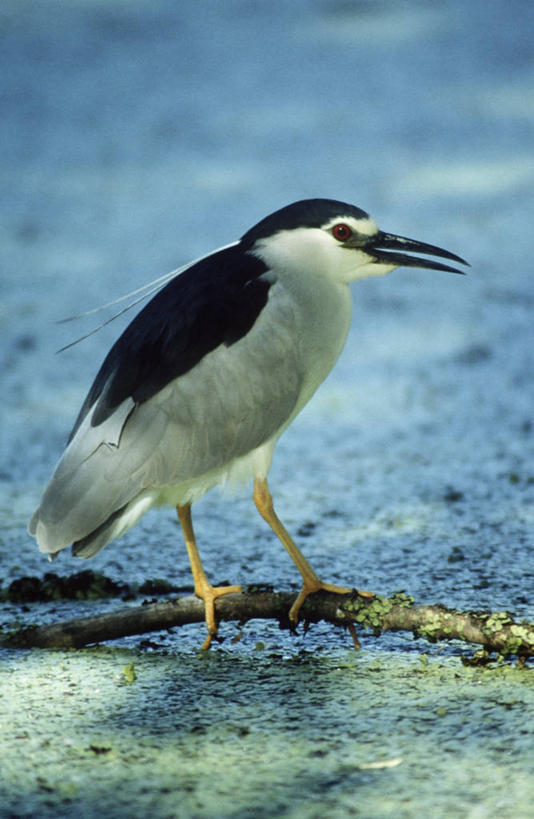 无人,站,竖图,室外,白天,时尚,湖,水,野生动物,科学,鸟类,枝,自然,动物,t台,摄影,环境,沼泽,生物学,鹳,潘塔纳尔湿地,时装表演,时装秀,t型台,走秀,彩图,动物学