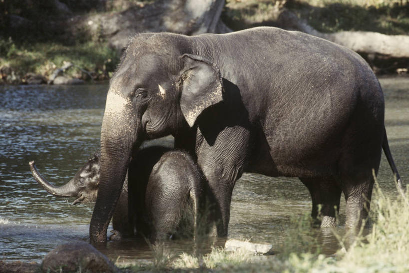 无人,站,横图,室外,白天,时尚,哺乳动物,野生动物,湿,科学,自然,动物,两只,t台,摄影,环境,生物学,亚洲象,时装表演,时装秀,t型台,走秀,象,彩图,动物学