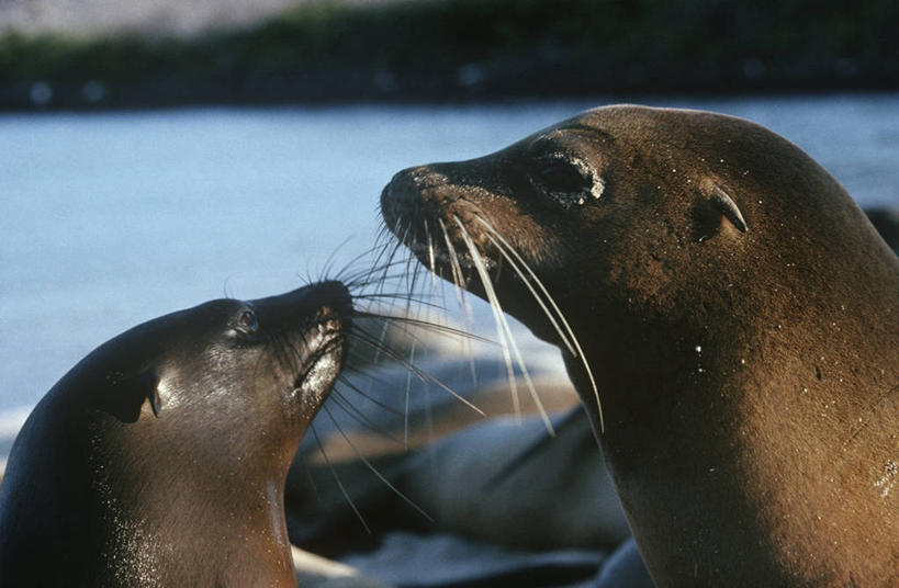 无人,横图,室外,特写,白天,时尚,哺乳动物,海豹,海狮,野生动物,连接,科学,自然,动物,两只,面对面,t台,摄影,环境,生物学,加州海狮,时装表演,时装秀,t型台,走秀,彩图,动物学