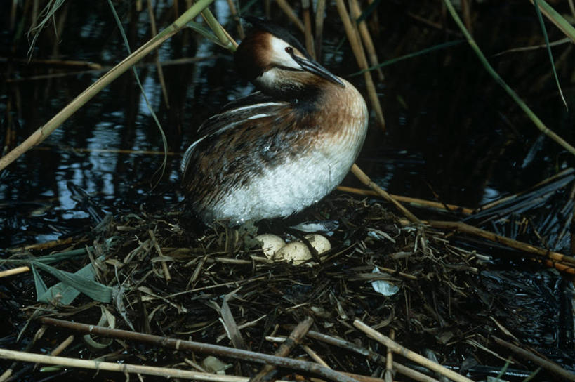 无人,横图,室外,时尚,湖,芦苇,野生动物,科学,鸟类,鸟巢,自然,黄昏,动物,思考,t台,摄影,环境,生物学,卵,鸊鷉,时装表演,时装秀,t型台,走秀,彩图,动物学