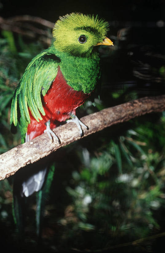 无人,坐,竖图,室外,夜晚,时尚,鸟,野生动物,照明,科学,鸟类,灯光,枝,灯,树,自然,动物,灯具,t台,摄影,栖息,环境,照亮,生物学,照明设备,闪光灯,绿咬鹃,时装表演,时装秀,t型台,走秀,彩图,大咬鹃,动物学