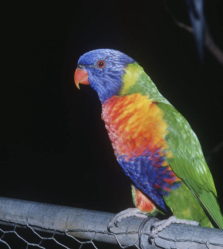 无人,坐,竖图,室外,夜晚,时尚,野生动物,鹦鹉,科学,鸟类,自然,动物,t台,摄影,栖息,环境,生物学,近景,热带鸟,时装表演,时装秀,t型台,走秀,彩图,动物学