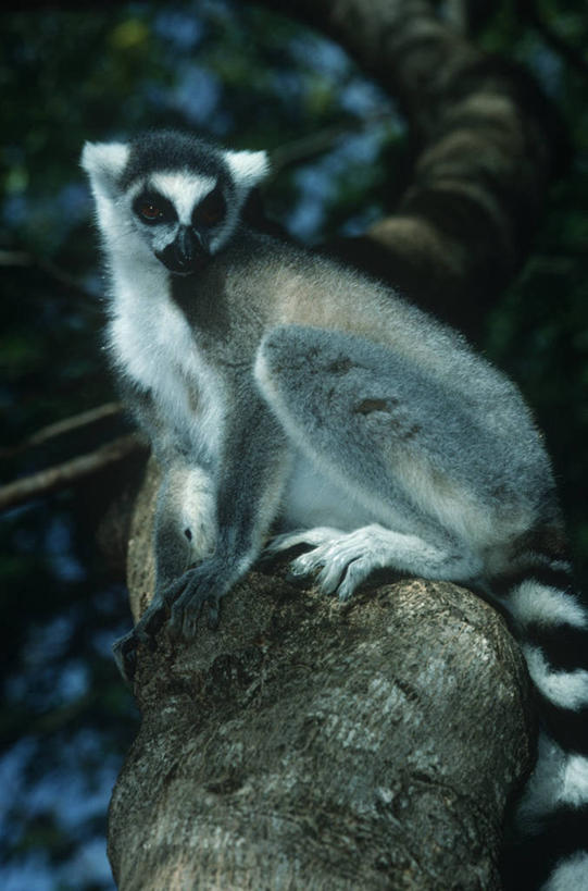 无人,坐,竖图,室外,时尚,哺乳动物,野生动物,猴子,马达加斯加,科学,枝,树,自然,黄昏,动物,t台,摄影,环境,生物学,狐猴,灵长目,机敏,环尾狐猴,东非,时装表演,时装秀,t型台,走秀,彩图,动物学