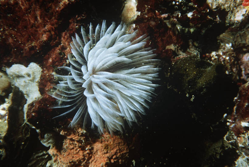 无人,横图,室外,时尚,水下,海洋,水,野生动物,科学,海洋生物,无脊椎动物,自然,动物,t台,摄影,环境,生物学,水生动物,水生物,棘皮动物,海底动物,海百合,时装表演,时装秀,t型台,走秀,彩图,动物学