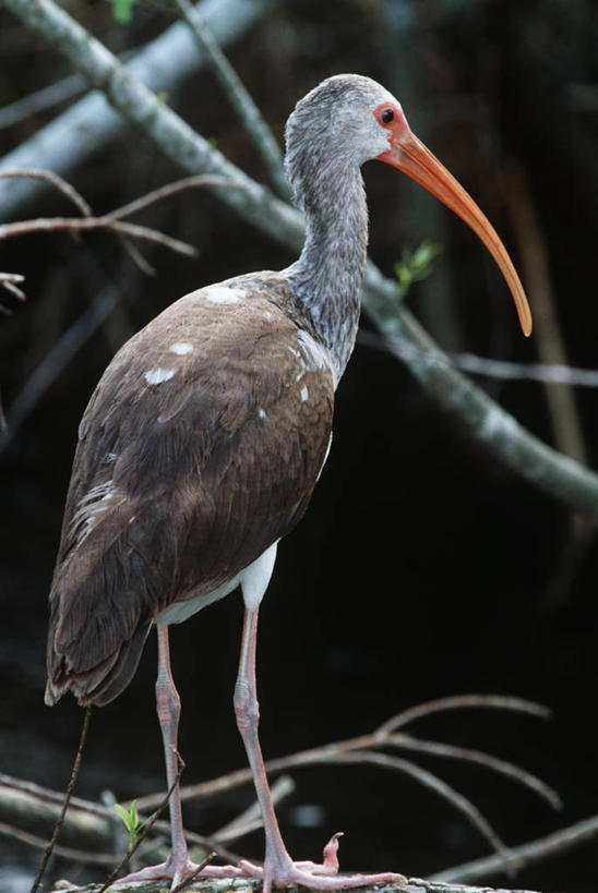 无人,站,竖图,室外,白天,时尚,野生动物,美国,科学,鸟类,树,自然,动物,t台,摄影,环境,生物学,鹳,白朱鹭,朱鹭,时装表演,时装秀,t型台,走秀,彩图,动物学