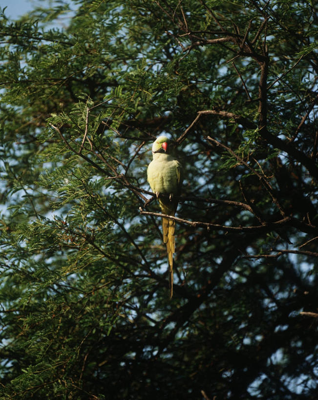 无人,坐,竖图,室外,白天,时尚,野生动物,鹦鹉,印度,科学,鸟类,枝,树,自然,动物,t台,摄影,栖息,环境,生物学,长尾鹦鹉,印度次大陆,时装表演,时装秀,t型台,走秀,彩图,动物学
