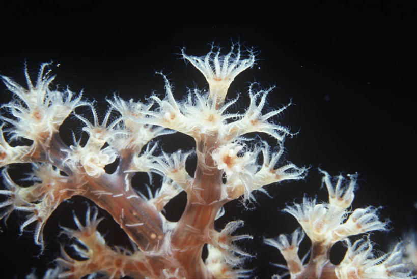 无人,横图,室外,特写,时尚,水下,海洋,水,野生动物,科学,珊瑚,无脊椎动物,自然,动物,t台,摄影,部分,环境,生物学,软珊瑚,刺胞动物,红海,时装表演,时装秀,t型台,走秀,彩图,动物学