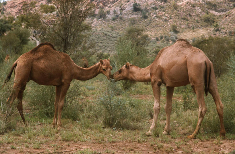 无人,站,吃,横图,室外,白天,时尚,植物,哺乳动物,野生动物,叶子,澳大利亚,擦,科学,骆驼,自然,动物,两只,面对面,t台,摄影,食草动物,灌木,环境,生物学,偶蹄目,澳大拉西亚,单峰骆驼,喂养,时装表演,时装秀,t型台,走秀,彩图,动物学