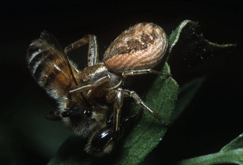无人,吃,横图,室外,特写,白天,侧面,时尚,野生动物,蜜蜂,叶子,科学,捕食,昆虫,蜘蛛,自然,动物,两只,t台,生物,摄影,环境,生物学,节肢动物,益虫,蟹蛛,喂养,时装表演,时装秀,t型台,走秀,彩图,动物学