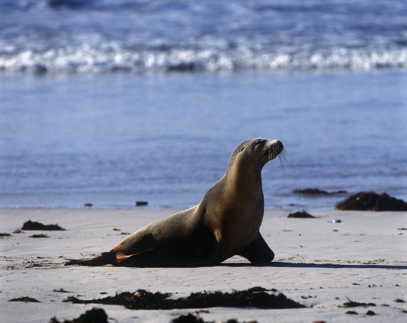 无人,躺,横图,室外,白天,侧面,时尚,海浪,海洋,水,哺乳动物,海豹,海狮,野生动物,澳大利亚,自然,动物,t台,可爱,摄影,活泼,环境,生物学,澳大拉西亚,袋鼠岛,南澳大利亚,时装表演,时装秀,t型台,走秀,澳海狮,澳洲海狮,海滩,彩图,动物学
