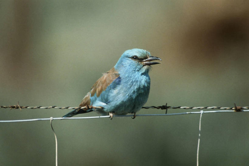 无人,坐,横图,室外,白天,时尚,野生动物,科学,鸟类,栅栏,篱笆,自然,动物,t台,摄影,栖息,环境,生物学,金属丝,时装表演,时装秀,t型台,走秀,彩图,紫胸佛法僧鸟,动物学,带刺铁丝网