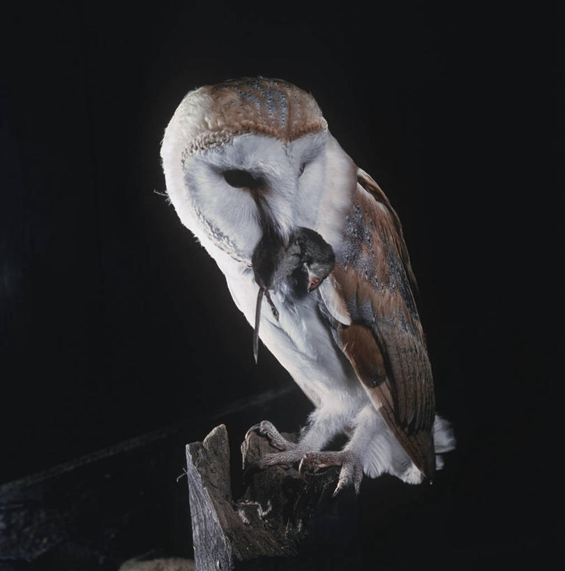 无人,坐,竖图,方图,室外,夜晚,时尚,猫头鹰,野生动物,科学,鸟类,捕食,自然,动物,两只,t台,摄影,栖息,环境,生物学,运送,叼着,谷仓枭,时装表演,时装秀,t型台,走秀,彩图,动物学