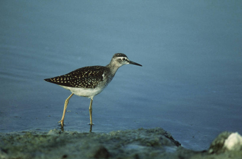 无人,站,横图,俯视,室外,白天,时尚,水,海鸟,野生动物,涉水,科学,鸟类,自然,动物,t台,摄影,环境,生物学,矶鹞,鹰斑鹬,时装表演,时装秀,t型台,走秀,林鹬,彩图,高角度拍摄,动物学
