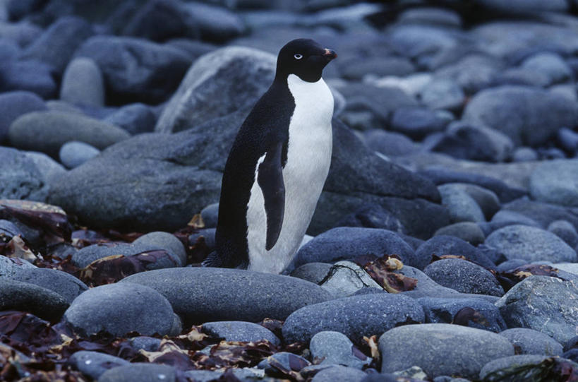 无人,站,横图,室外,白天,时尚,企鹅,野生动物,科学,鸟类,自然,动物,t台,摄影,环境,生物学,南极洲,阿黛利企鹅,南设得兰群岛,时装表演,时装秀,t型台,走秀,乔治王岛,岩石,彩图,独处,动物学