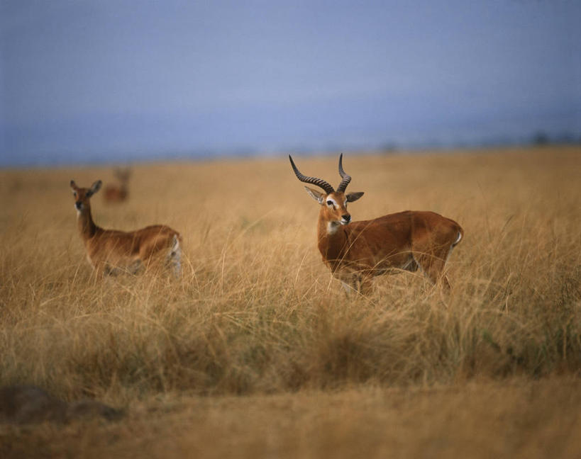 无人,站,横图,室外,白天,时尚,草原,哺乳动物,野生动物,羚羊,草,自然,动物,两只,t台,摄影,环境,生物学,国家公园,偶蹄目,机敏,水羚,扎伊尔,刚果民主共和国,时装表演,时装秀,t型台,走秀,彩图,动物学
