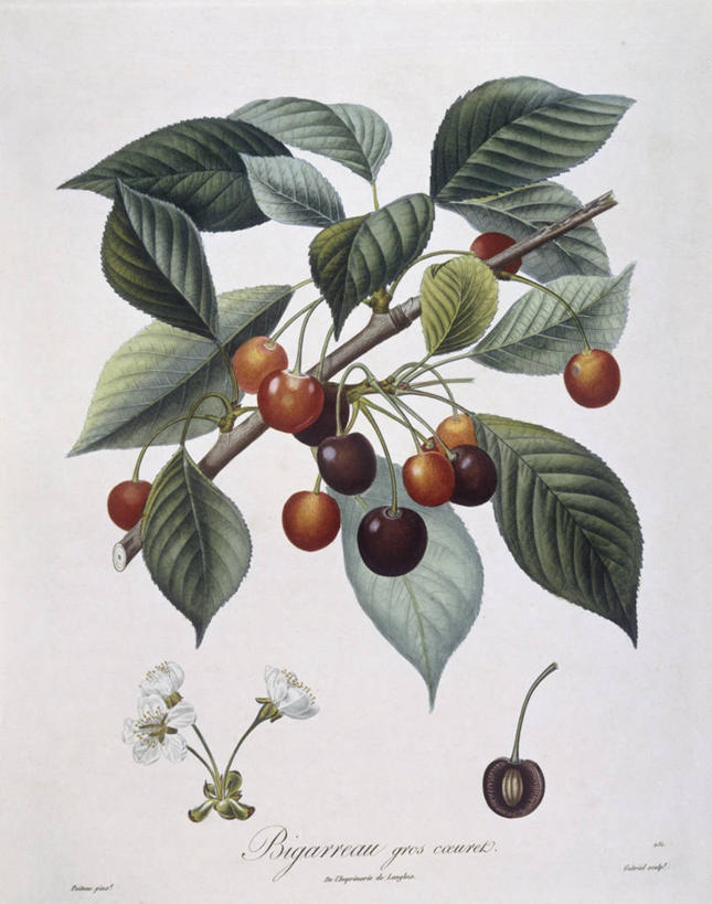 无人,竖图,白色背景,植物,樱桃,水果,叶子,科学,食品,果树,枝,樱桃树,花,白色,自然,摄影,环境,生物学,嫩枝,彩图