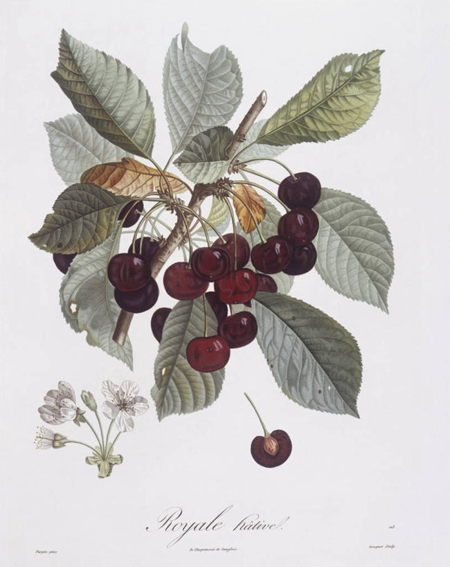 无人,竖图,白色背景,植物,樱桃,水果,叶子,科学,食品,果树,枝,樱桃树,花,白色,自然,摄影,环境,生物学,嫩枝,彩图