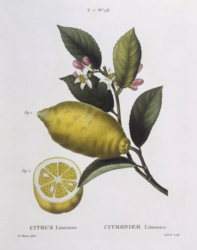 无人,竖图,白色背景,植物,柠檬,水果,叶子,法国,科学,食品,枝,花,白色,自然,摄影,环境,芸香科,生物学,柑橘属,中欧,嫩枝,彩图