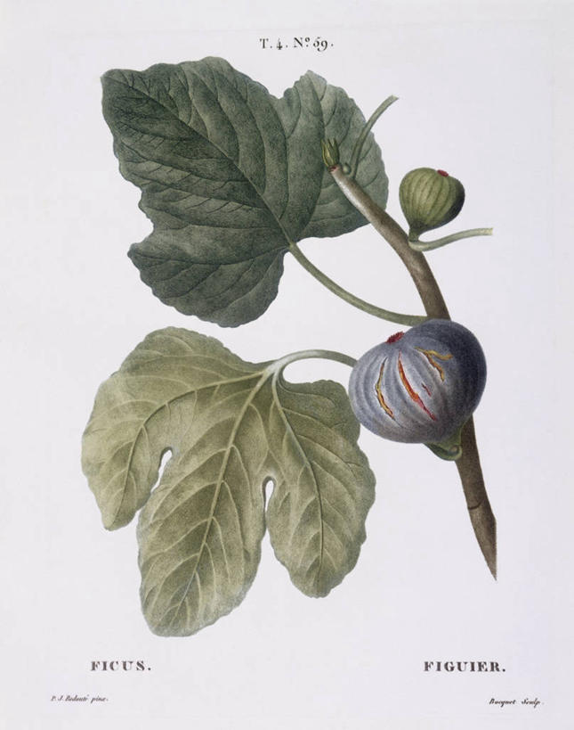 无人,竖图,白色背景,植物,水果,叶子,法国,科学,食品,枝,白色,自然,摄影,环境,生物学,中欧,嫩枝,无花果树,彩图