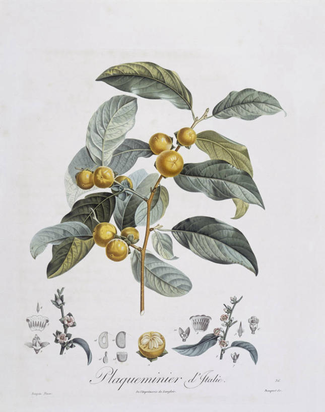 无人,竖图,白色背景,植物,柿子,水果,叶子,科学,食品,柿子树,枝,花,白色,自然,热带水果,摄影,环境,生物学,嫩枝,彩图