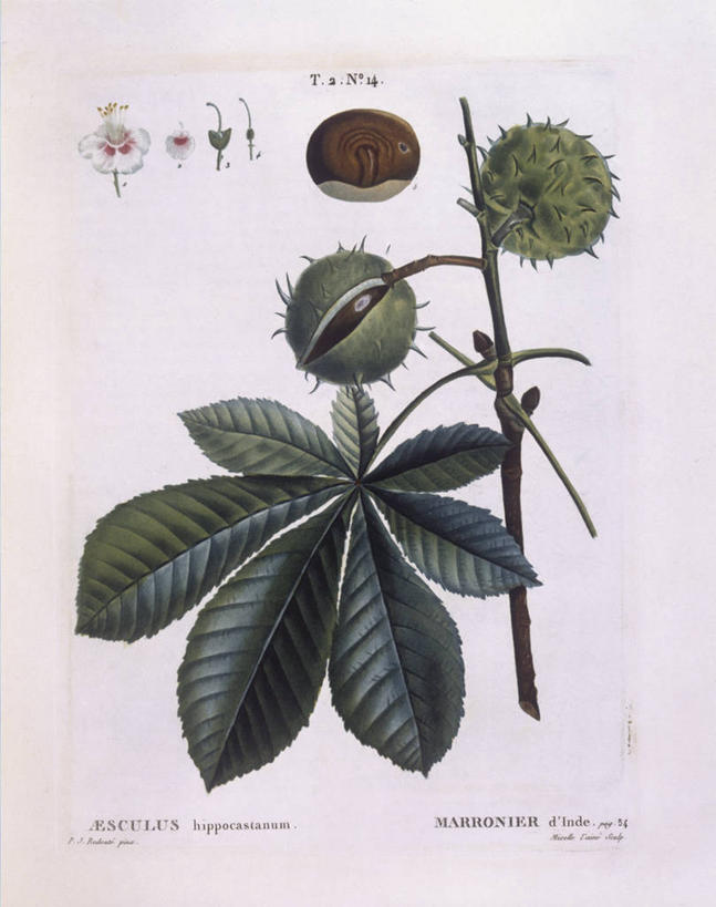 无人,竖图,白色背景,植物,荔枝,水果,叶子,科学,食品,种子,枝,白色,自然,摄影,环境,生物学,七叶树,落叶树,娑罗树,嫩枝,彩图