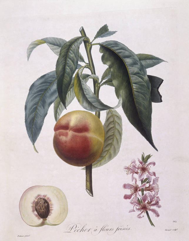 无人,竖图,白色背景,植物,水果,叶子,科学,食品,枝,花,白色,自然,桃,摄影,环境,生物学,横截面,嫩枝,彩图