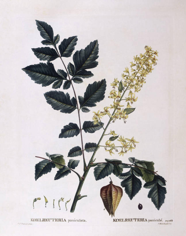 无人,竖图,白色背景,植物,荔枝,叶子,科学,枝,白色,自然,摄影,环境,生物学,嫩枝,彩图