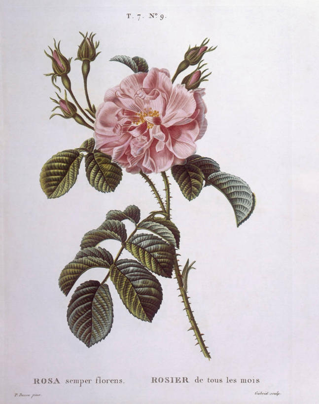 无人,竖图,白色背景,植物,叶子,科学,枝,花,白色,自然,摄影,环境,生物学,嫩枝,彩图