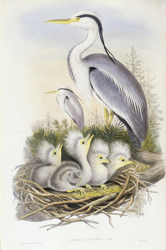 无人,坐,竖图,鸟,野生动物,澳大利亚,科学,苍鹭,鸟类,鸟巢,自然,动物,摄影,环境,生物学,鹳,澳大拉西亚,灰鹳,彩图,雕刻术,动物学