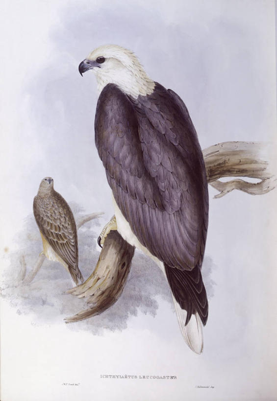 无人,坐,竖图,野生动物,澳大利亚,科学,鸟类,枝,树,自然,动物,两只,摄影,栖息,环境,生物学,澳大拉西亚,白腹海雕,彩图,雕刻术,动物学