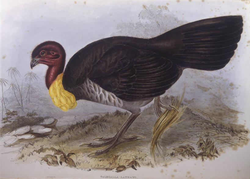 无人,横图,侧面,野生动物,澳大利亚,科学,鸟类,枝,树,自然,动物,摄影,栖息,环境,生物学,澳大拉西亚,步行,彩图,鸡形目,雕刻术,动物学