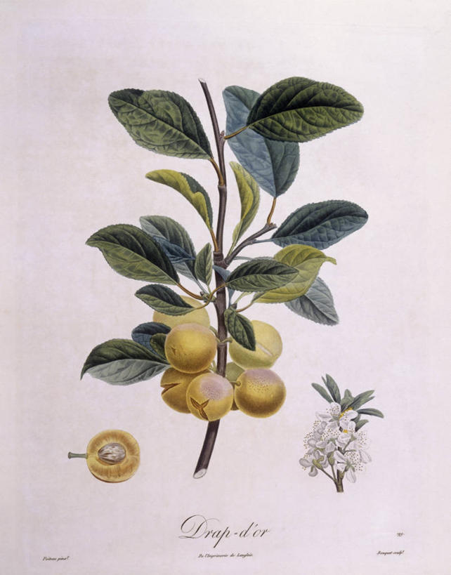 无人,竖图,白色背景,植物,李子,水果,叶子,科学,食品,枝,花,白色,自然,摄影,环境,生物学,嫩枝,彩图