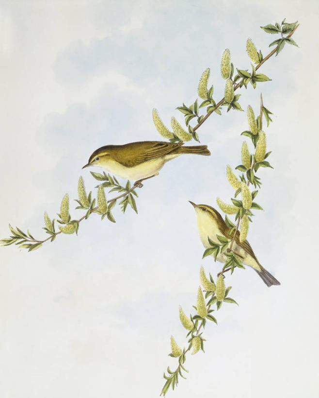 无人,坐,竖图,植物,野生动物,科学,鸟类,枝,自然,动物,两只,摄影,栖息,环境,生物学,嫩枝,柳莺,彩图,雕刻术,动物学