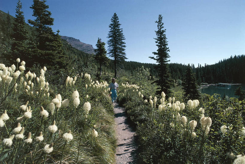 公园,横图,室外,白天,旅游,度假,草地,湖,美景,山,山脉,植物,美国,景观,田地,小路,娱乐,花,风景,自然,地标建筑,享受,休闲,景色,放松,摄影,生长,宁静,环境,生态,北美,北美洲,国家公园,清新,自然风光,美洲,蒙大拿州,冰川国家公园,洛矶山脉,常绿树,北亚美利加洲,亚美利加洲,蒙大拿,长空之乡,财富之州,冰河国家公园,沃特顿冰川国际和平公园,针叶树,彩图,美利坚合众国,沃特顿.冰川国际和平公园,熊草,郊野公园