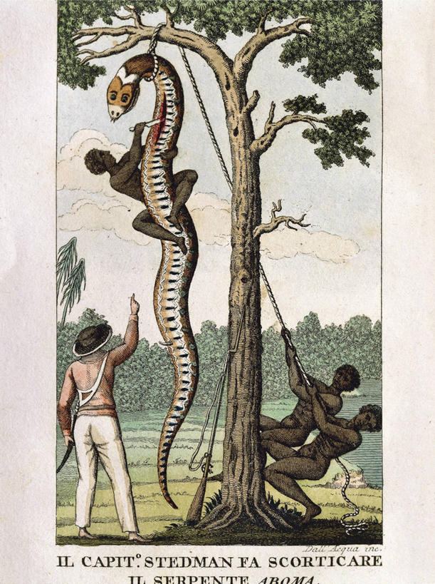 成年人,裸体,四个人,站,举,竖图,插画,室外,白天,民族服装,数码,科技,苏里南,吊挂,悬挂,阴影,网络,蛇,捕食,高光,几何,计算机图形,挂,合成,图画,拿着,画,绳子,刀,托,人体,巨大,庞大,英文字母,电脑合成图,数码合成图,合成图,带领,漫画,写实,具体,具象,宏大,硕大,伟大,船长,手臂,举起,举手,举着,向上举,向上伸,向上托,拥抱,彩图,传统服装,民俗服,雕刻术