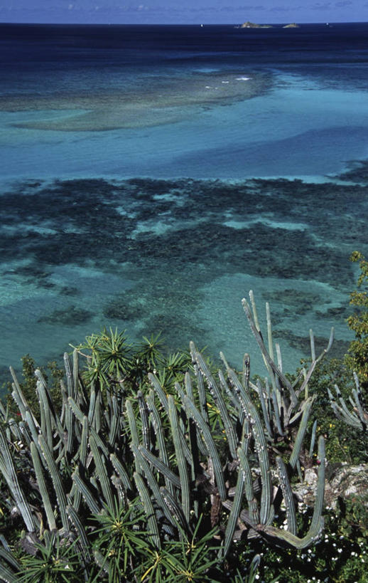 无人,竖图,室外,白天,度假,海洋,仙人掌,水平线,风景,摄影,生长,宁静,气候,热带气候,英属维京群岛,彩图