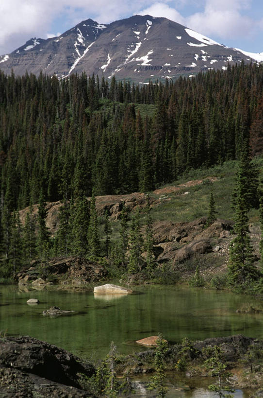 无人,竖图,室外,白天,湖,森林,山,加拿大,地形,山顶,山谷,风景,摄影,宁静,纯净,育空地区,针叶树,彩图
