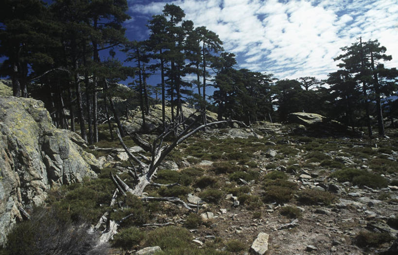 无人,横图,室外,白天,旅游,度假,美景,法国,地形,景观,云,娱乐,树,风景,自然,享受,休闲,景色,放松,摄影,宁静,花岗岩,国家公园,科西嘉,自然风光,落叶松,自然地理,岩石,彩图,欧洲落叶松