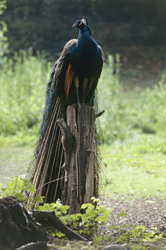 无人,竖图,室外,白天,孔雀,鸟类,树桩,动物,摄影,彩图,鸡形目